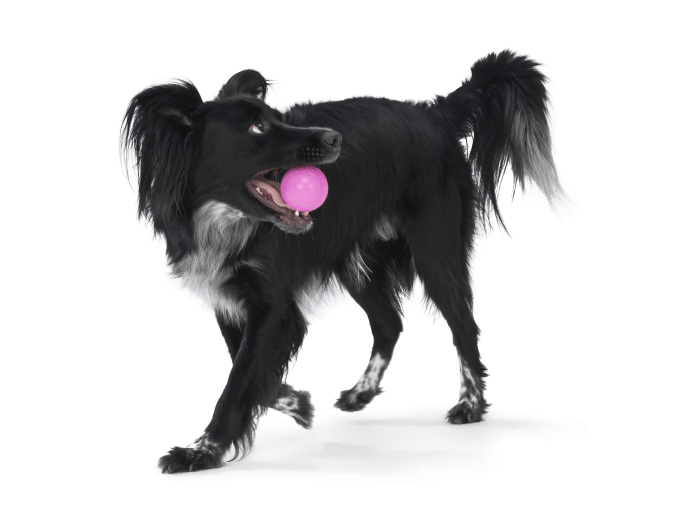 Boundr® 2-Pack Dog Toy Ball for Play, Chew, and Fetch Glow