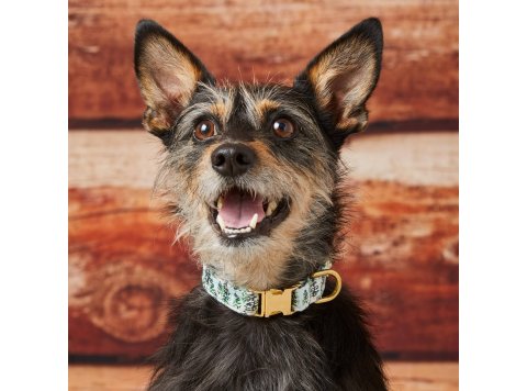 Gray Malin x TFD Snowy Pines Dog Collar L