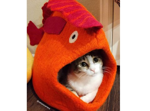 Fish Wool Pet Cave Turquoise