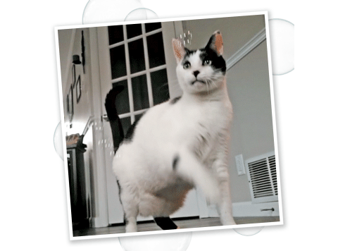 5 Ounce Catnip Bubbles with Honeysuckle