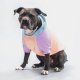 Cotton Candy Dog Hoodie 2XL