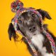 Knit Pom Pom Dog Beanie Hat - Kaleidoscope L (45-100lbs/20-50kg)