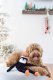 Holiday Crinkle - Penguin - Small - Happy Hour Crusherz - Holiday (3-pack) - Christmas Dog ToyDog Toy