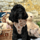 Theo Embroidered Teddy Adjustable Neck Harness S