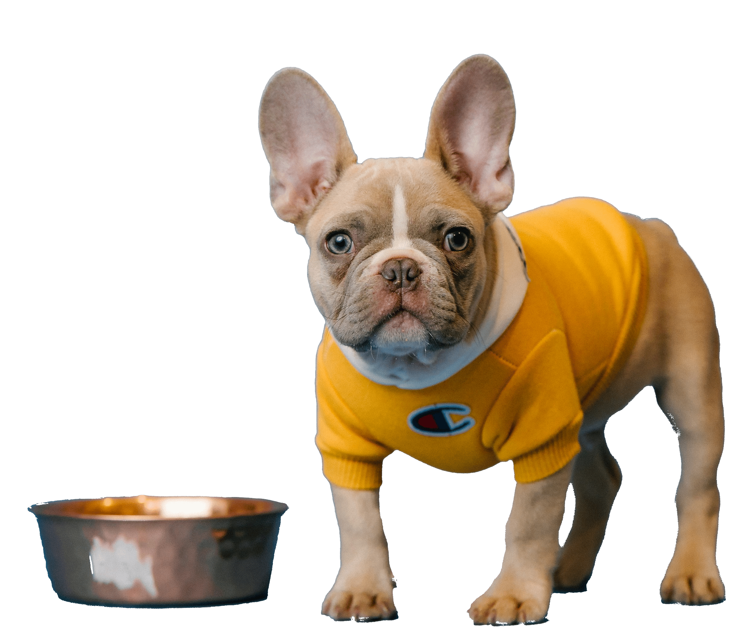 Dog Food