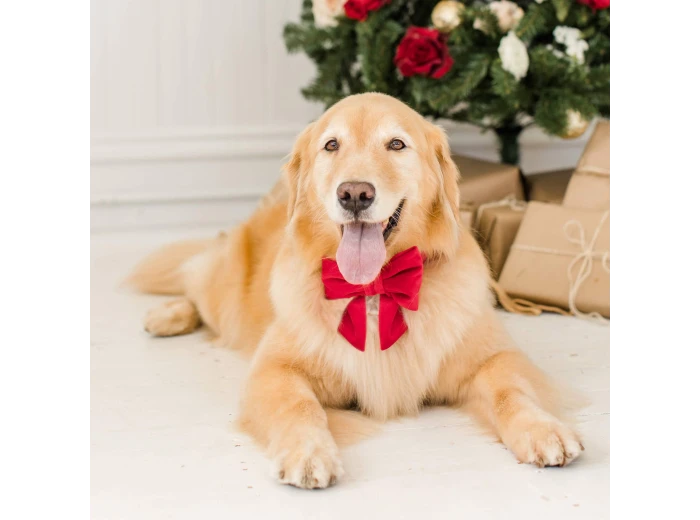 Cranberry Velvet Lady Dog Bow Large