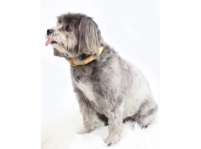 Soft-Touch Waterproof Dog Collar (Small, Medium, Large Dogs) Sunny Yellow