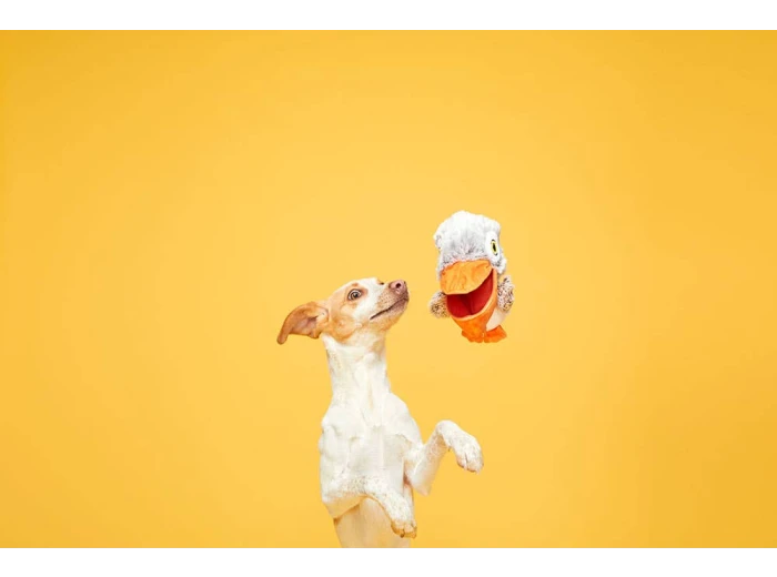 BARK Big Bill & Beak-A-Boo Fish
