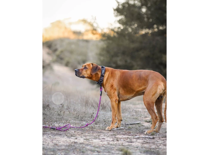 Camo Dog Collar Medium