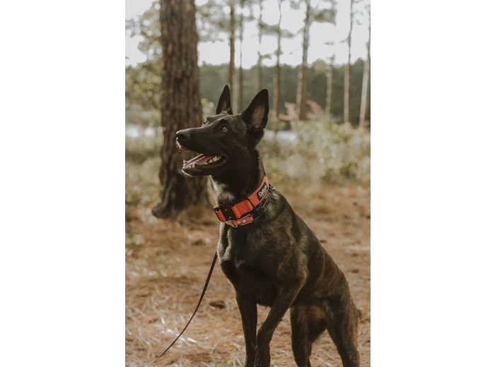 Burnt Orange Premium Dog Collar Large