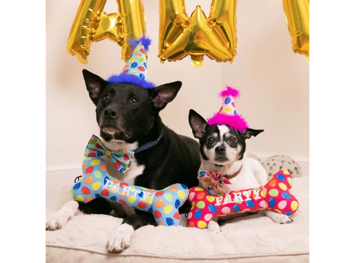 Party Time Bone Blue For Dogs LG