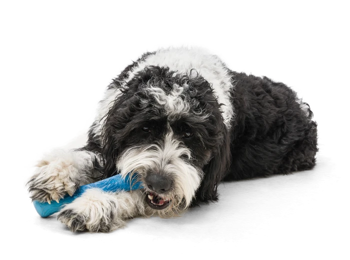 Drifty® Dog Toy for Chew, and Fetch Emerald
