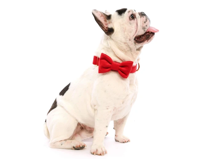 Cranberry Velvet Dog Bow Tie Large