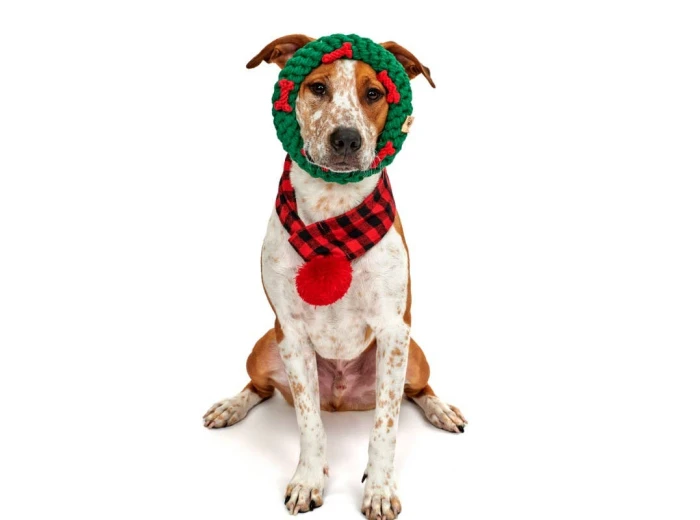 Green Ring with Red Bones Dog Rope Toy (Small - 4")