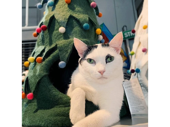Holiday Tree Wool Pet Cave White