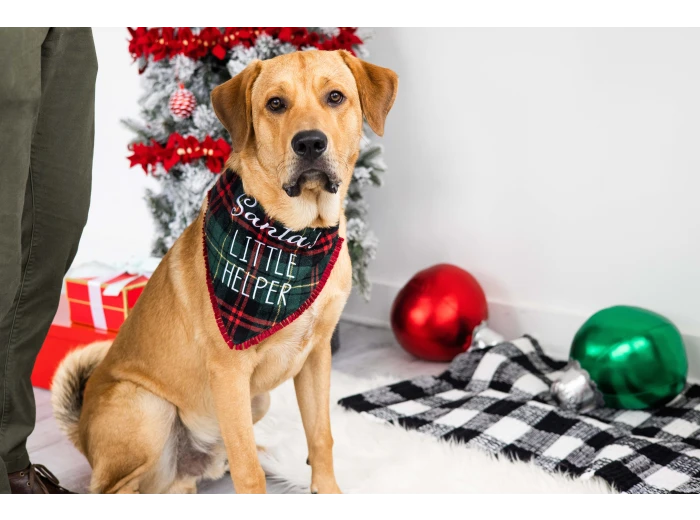 Santa's Little Helper Christmas Dog Bandana, M/L