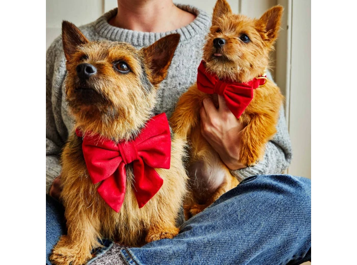 Cranberry Velvet Lady Dog Bow Large