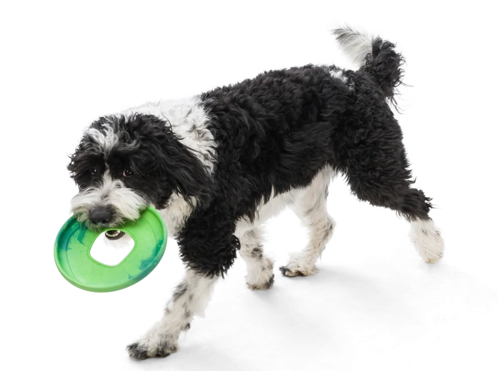 Sailz® Dog Flying Disc Fetch Toy Surf