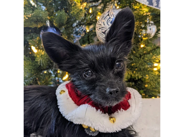 H&K Ruff Santa Red MD