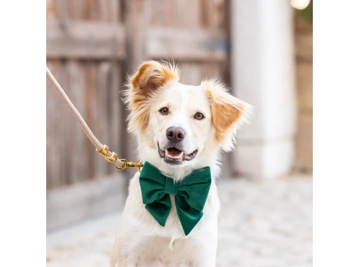 Forest Green Velvet Holiday Lady Dog Bow Large