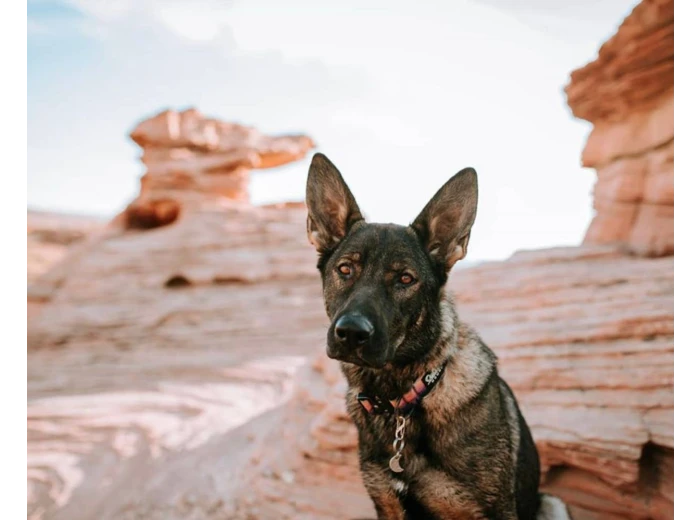 Mountain Sunrise Dog Collar M