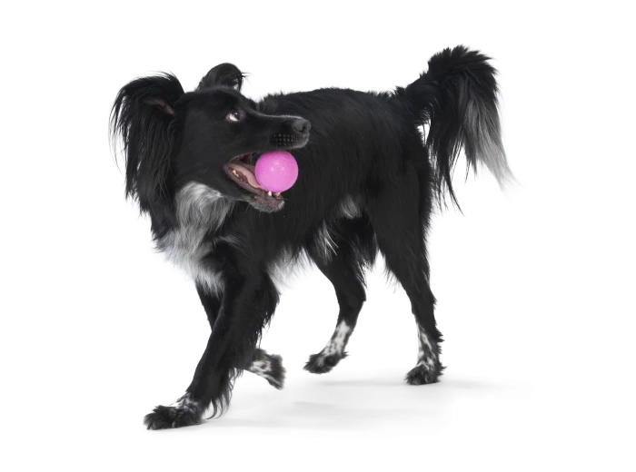 Boundr® 2-Pack Dog Toy Ball for Play, Chew, and Fetch Hot Pink Aqua