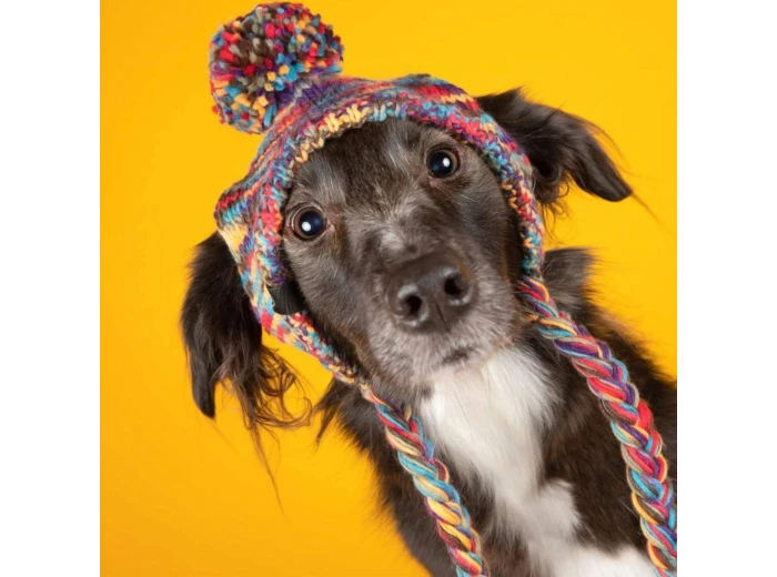 Knit Pom Pom Dog Beanie Hat - Kaleidoscope M (15-45lbs/7-20kg)