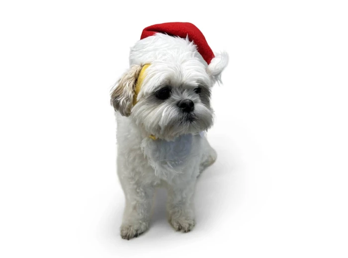 Santa Hat XS