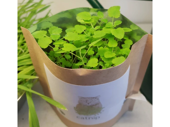 Garden in a Bag | Catnip | Great Christmas Gift idea