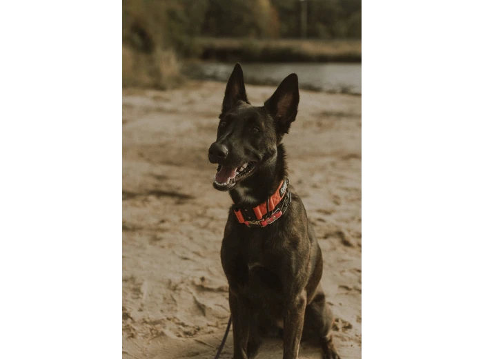 Burnt Orange Premium Dog Collar Large