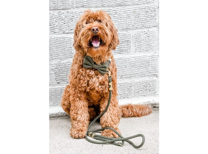 Olive Marine Rope Dog Leash Petite 5 feet