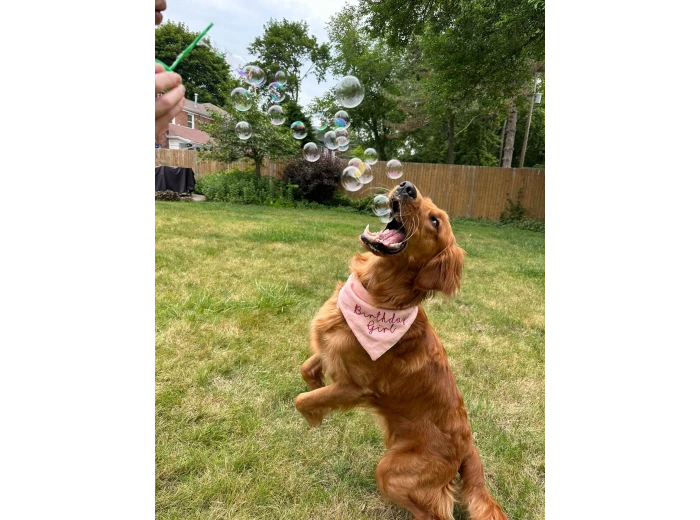 BubbleLick™ Pets Maple Bacon