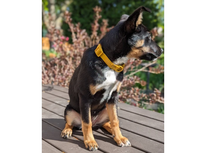 Soft-Touch Waterproof Dog Collar (Small, Medium, Large Dogs) Black