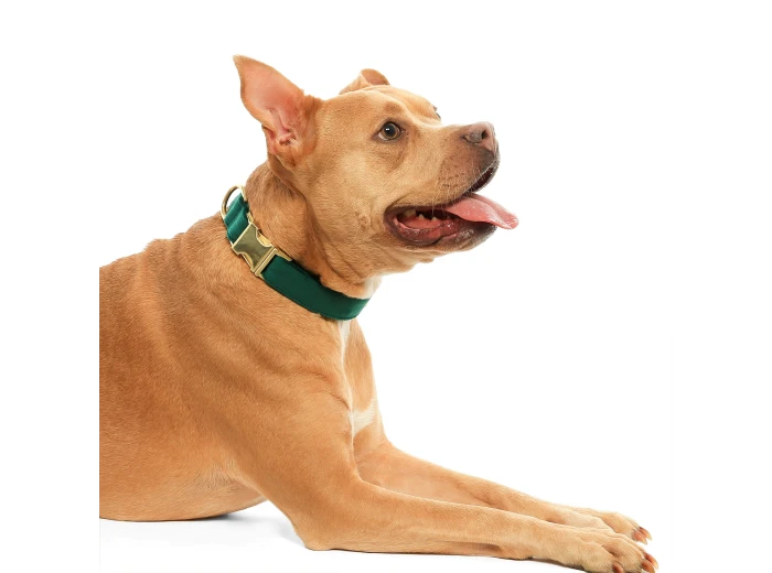 Forest Green Velvet Holiday Day Dog Collar M Gold