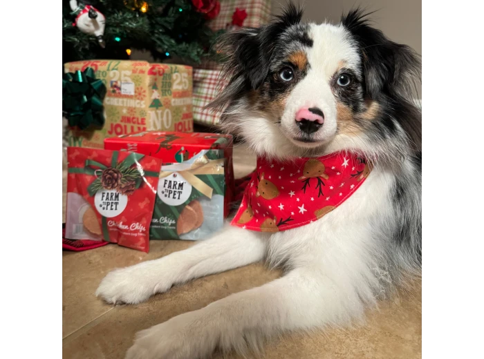 Holiday Dog Treat Snack Pack Bundles (24) 24 Individual Holiday Turkey Snack Packs