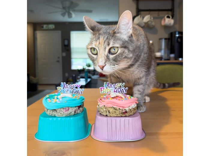 Hey Don't Forget the Cat Treats & Cakes Freeze Dried Pork Cat Cake with Icing Blue