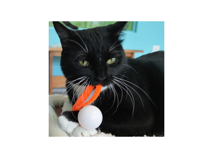 Wiggly Pong - Cat Toy Plastic Pong Ball Free-hanging on 4x4 header card