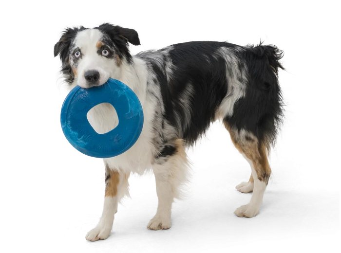 Sailz® Dog Flying Disc Fetch Toy Surf