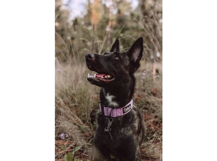 Lilac Premium Dog Collar Large