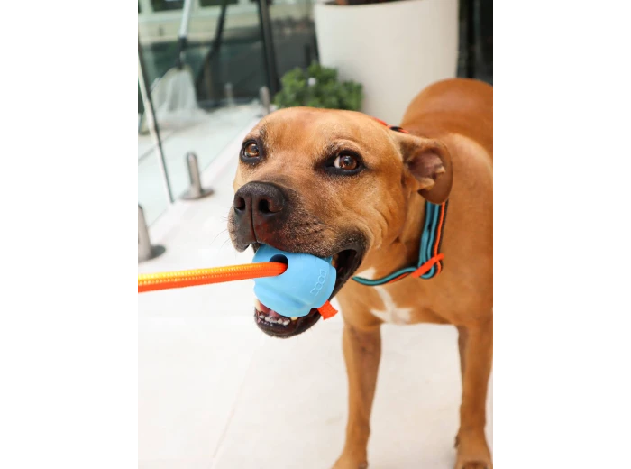 DOOG Fetchables - Fetch-N-Tug Ball & Rope Blue