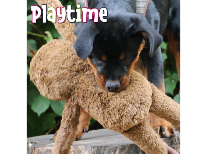 Ancol Playtime Sleepy sloth Plush Dog Toy