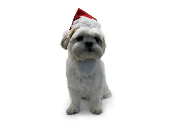 Santa Hat M