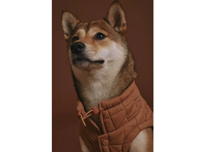 Easy Fit Jacket for Dogs Sage