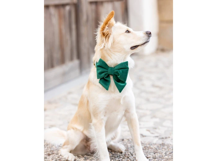 Forest Green Velvet Holiday Lady Dog Bow Large