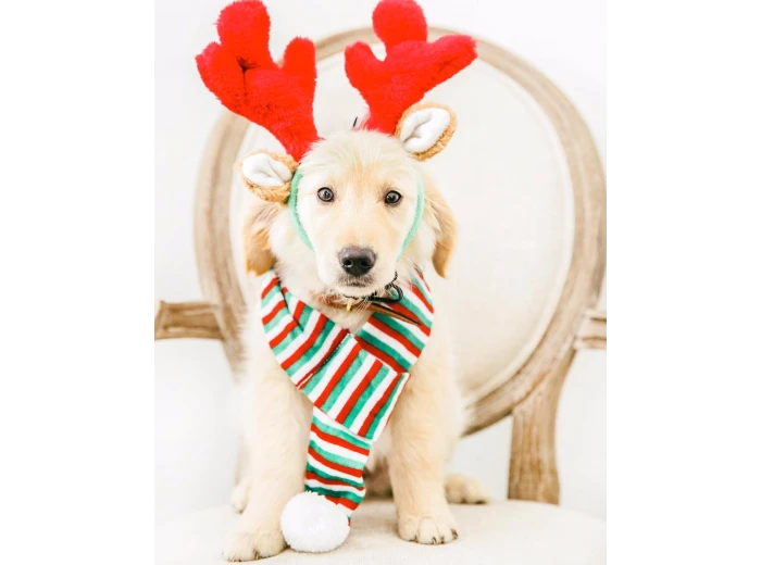 Dog Antlers Large