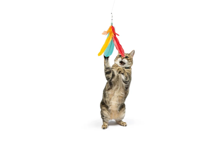 Teaser Treatos Snacks Wand For Cats