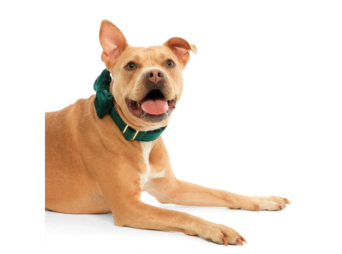 Forest Green Velvet Holiday Dog Bow Tie Standard