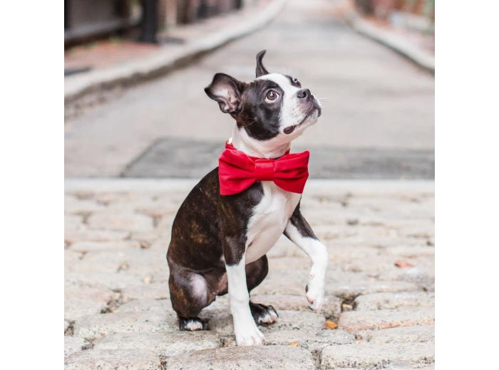 Cranberry Velvet Dog Bow Tie Large