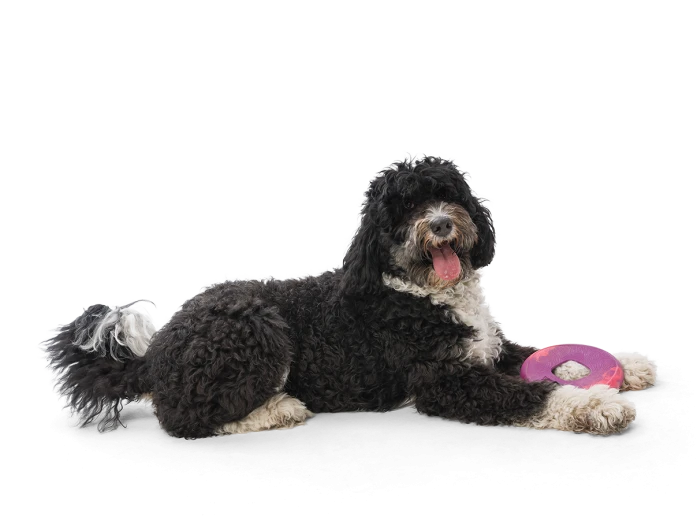 Sailz® Dog Flying Disc Fetch Toy Hibiscus