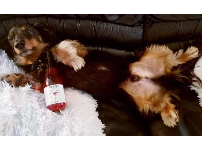 Zinfantail Fish Oil + Bone Health Dog Wine Liquid Supplement